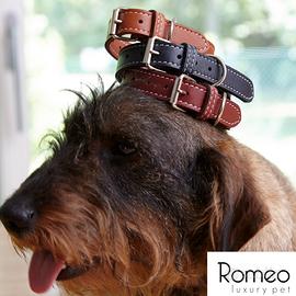 Collare più guinzaglio per cani e gatti