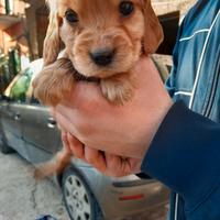 Cuccioli di Cocker Spaniel