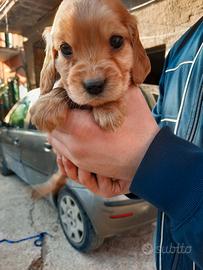 Cuccioli di Cocker Spaniel