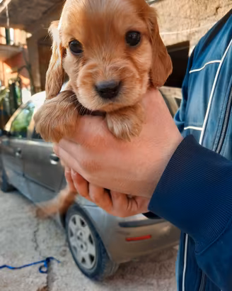 Cuccioli di Cocker Spaniel