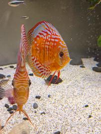 Discus
