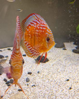 Discus