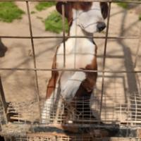 Cani per la caccia al cinghiale