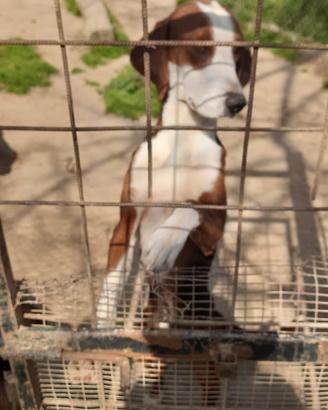 Cani per la caccia al cinghiale