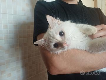 Gatti ragdoll cuccioli