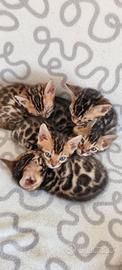 Disponibili cuccioli gatto bengala con pedigree