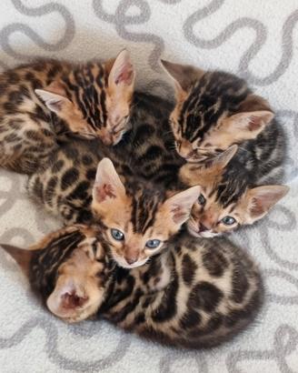 Disponibili cuccioli gatto bengala con pedigree