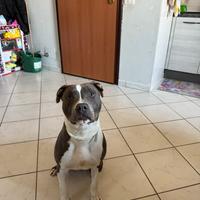 Amstaff cucciolo blu con pedigree