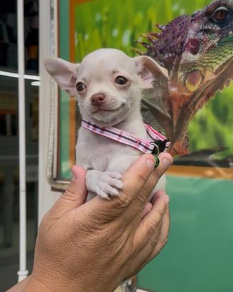 Chiwawa messicano