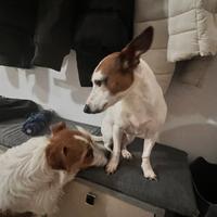 2 jack russell