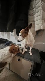 2 jack russell