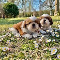 Shihtzu cuccioli