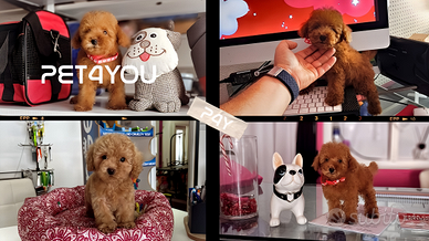 Cuccioli di taglia molto piccola ANCHE 24 RATE