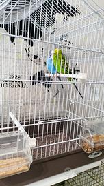 Cocoriti da allevamento