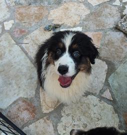 Cuccioli Pastore Australiano