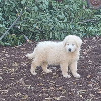Cuccioli pastore maremmano abbruzzese