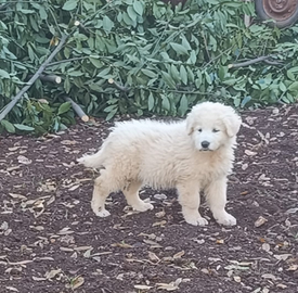 Cuccioli pastore maremmano abbruzzese