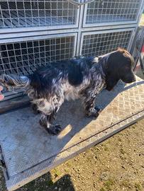 Cocker spaniel femmina