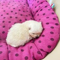 Cucciolo Volpino Pomerania