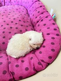 Cucciolo Volpino Pomerania