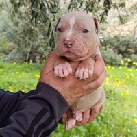 Pitbull