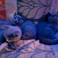 Micini gattini cuccioli British shorthair