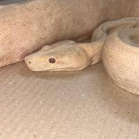 Boa constrictor