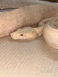 Boa constrictor