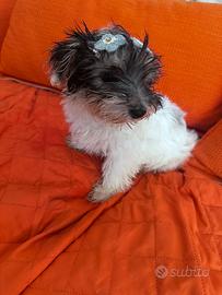 Yorkshire terrier biewer
