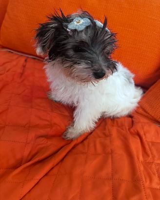 Yorkshire terrier biewer
