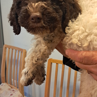 Tommy ,lagotto maschio