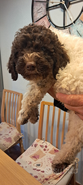 Tommy ,lagotto maschio