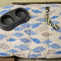 Dono cuscino + ciotola + gioco per cani