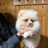 Spiz di pomerania mini toy