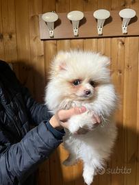 Spiz di pomerania mini toy