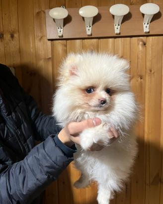 Spiz di pomerania mini toy