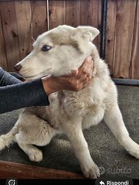 Siberian Husky