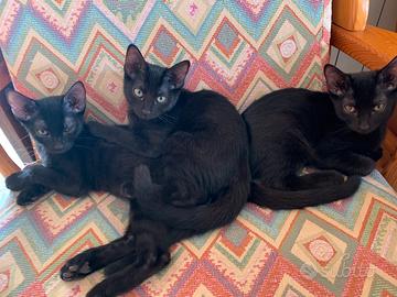 Gatti neri