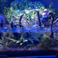 Acquarietto/ Caridinaio shallow