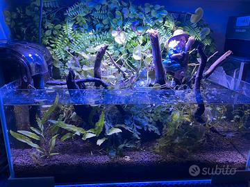 Acquarietto/ Caridinaio shallow