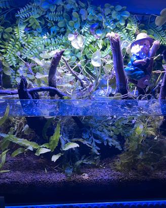 Acquarietto/ Caridinaio shallow