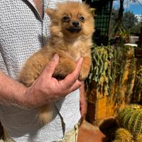 Cucciola di Spitz nano 3 mesi