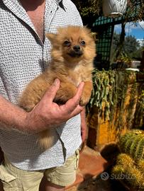 Cucciola di Spitz nano 3 mesi