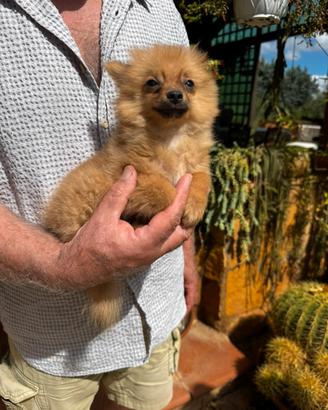 Cucciola di Spitz nano 3 mesi