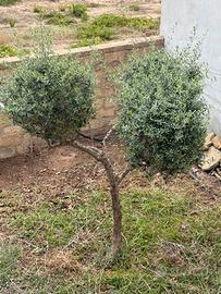 Ulivo ornamentale