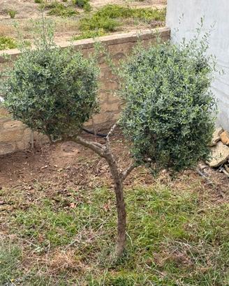 Ulivo ornamentale