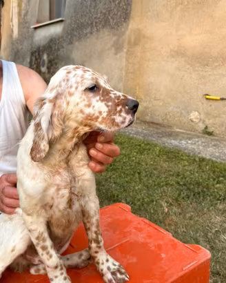 Setter inglese