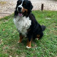 Bovaro bernese monta