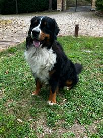 Bovaro bernese monta