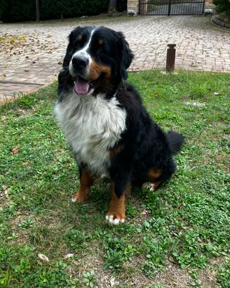 Bovaro bernese monta